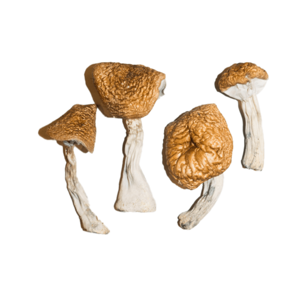 Burma Mushrooms
