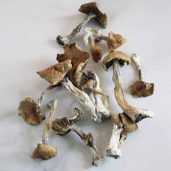 Psilocybe Azurescens Mushroom