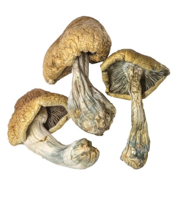 Cambodian Magic Mushrooms