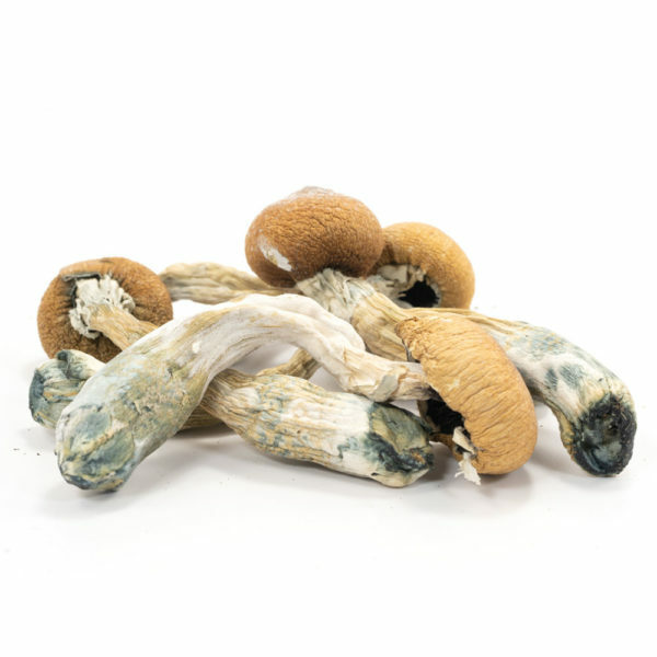 Albino Penis Envy Mushrooms